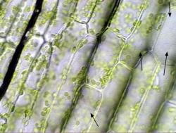 Chloroplastes dans une  feuille d'élodée