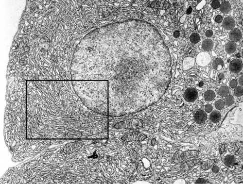 Cellule et réticulum endoplasmique