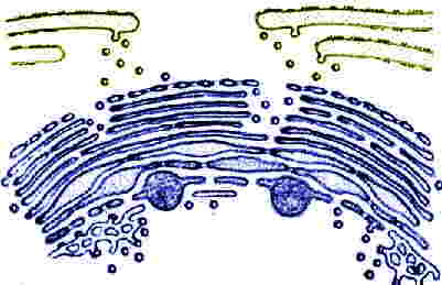 Schema d'un dictyosome vu en coupe