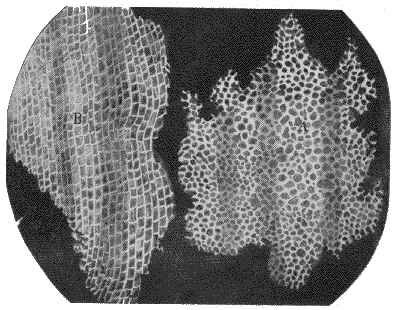 Les cellules décrites par Hooke