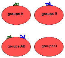 Caractéristiques des groupes sanguins