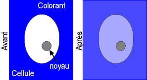 Expérience avec le colorant