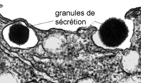 exocytose