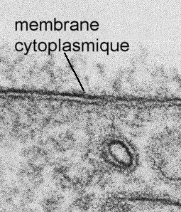 membrane cytoplasmique