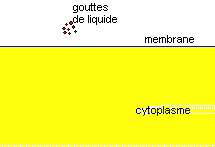 pinocytose