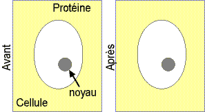 Expérience avec la protéine