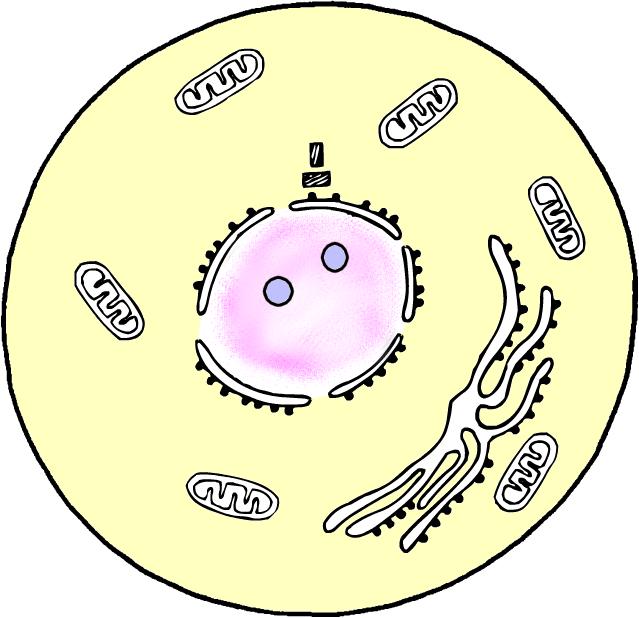 Cellule en interphase