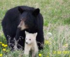 Petit nounours